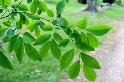 Planera aqatica - planera bažinná - jarní větévka